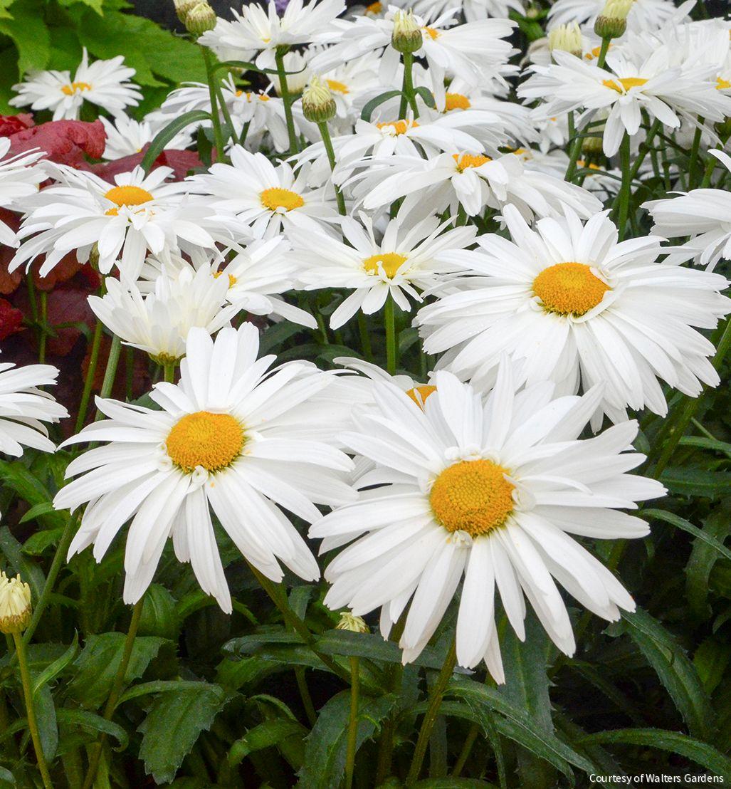 Leucanthemum 'Whoops-A-Daisy' -Ship Only