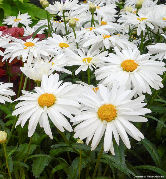 Leucanthemum 'Whoops-A-Daisy' -Ship Only