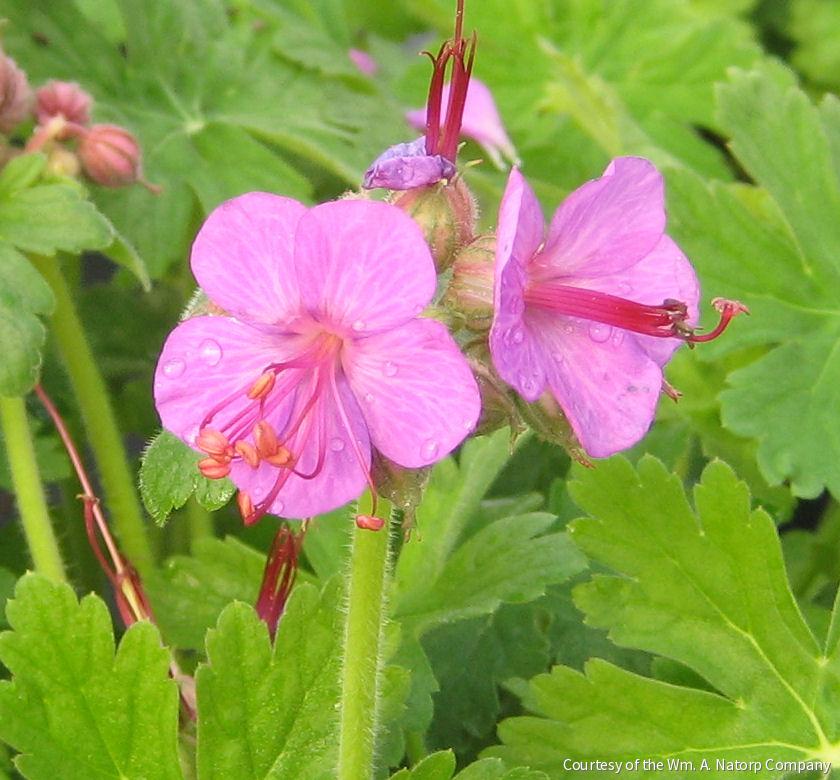 Geranium m. 'Bevan's Variety' -Ship Only