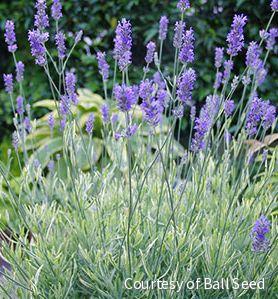 Lavandula a. 'Platinum Blonde' -Ship Only