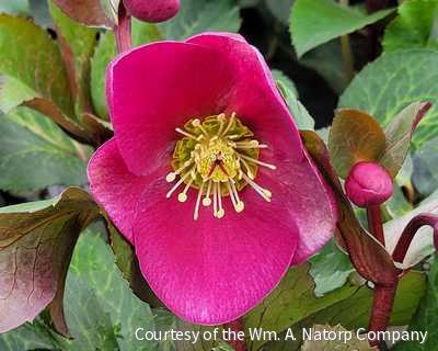 Helleborus Frostkiss® Anna's Red -Ship Only