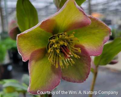 Helleborus Frostkiss® 'Bayli's Blush' -Ship Only