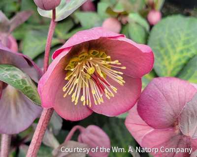 Helleborus Frostkiss® Penny's Pink® -Ship Only