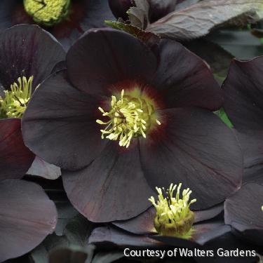 Helleborus Honeymoon® 'New York Night' -Ship Only