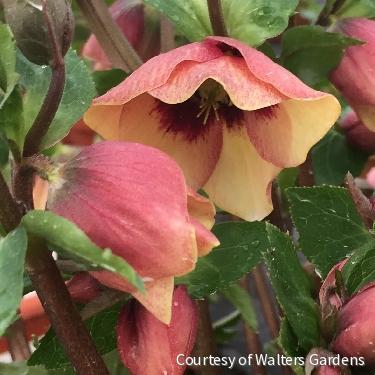Helleborus Honeymoon® 'Sandy Shores' -Ship Only