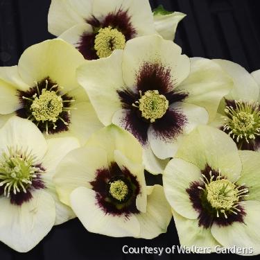 Helleborus Honeymoon® 'Spanish Flare' -Ship Only