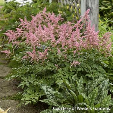 Astilbe x a. 'Bressingham Beauty' -Ship Only