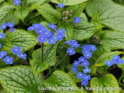 Brunnera 'Sterling Silver' -Ship Only