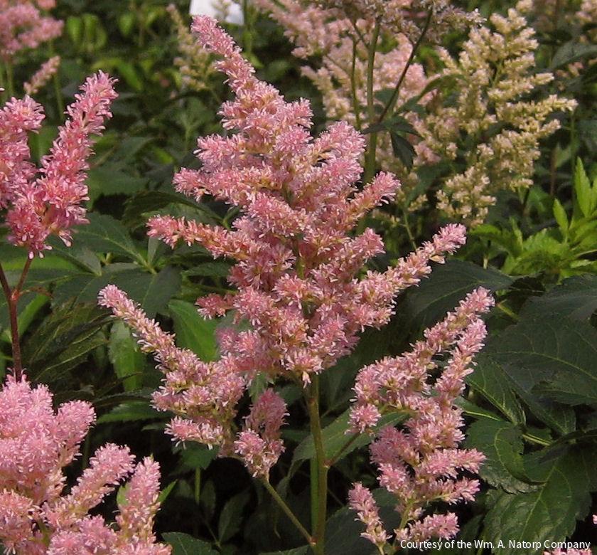 Astilbe x r. 'Peach Blossom' -Ship Only