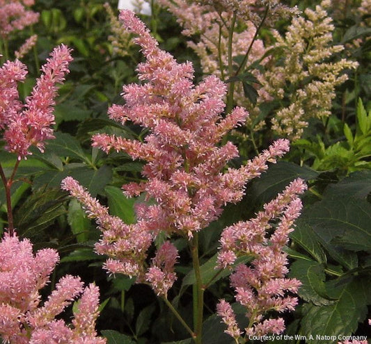 Astilbe x r. 'Peach Blossom' -Ship Only