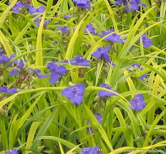 Tradescantia 'Sweet Kate' -Ship Only