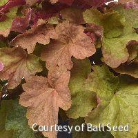 Heuchera 'Big Top Caramel Apple' -Ship Only