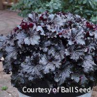 Heuchera 'Evening Gown' Dressed Up™ -Ship Only