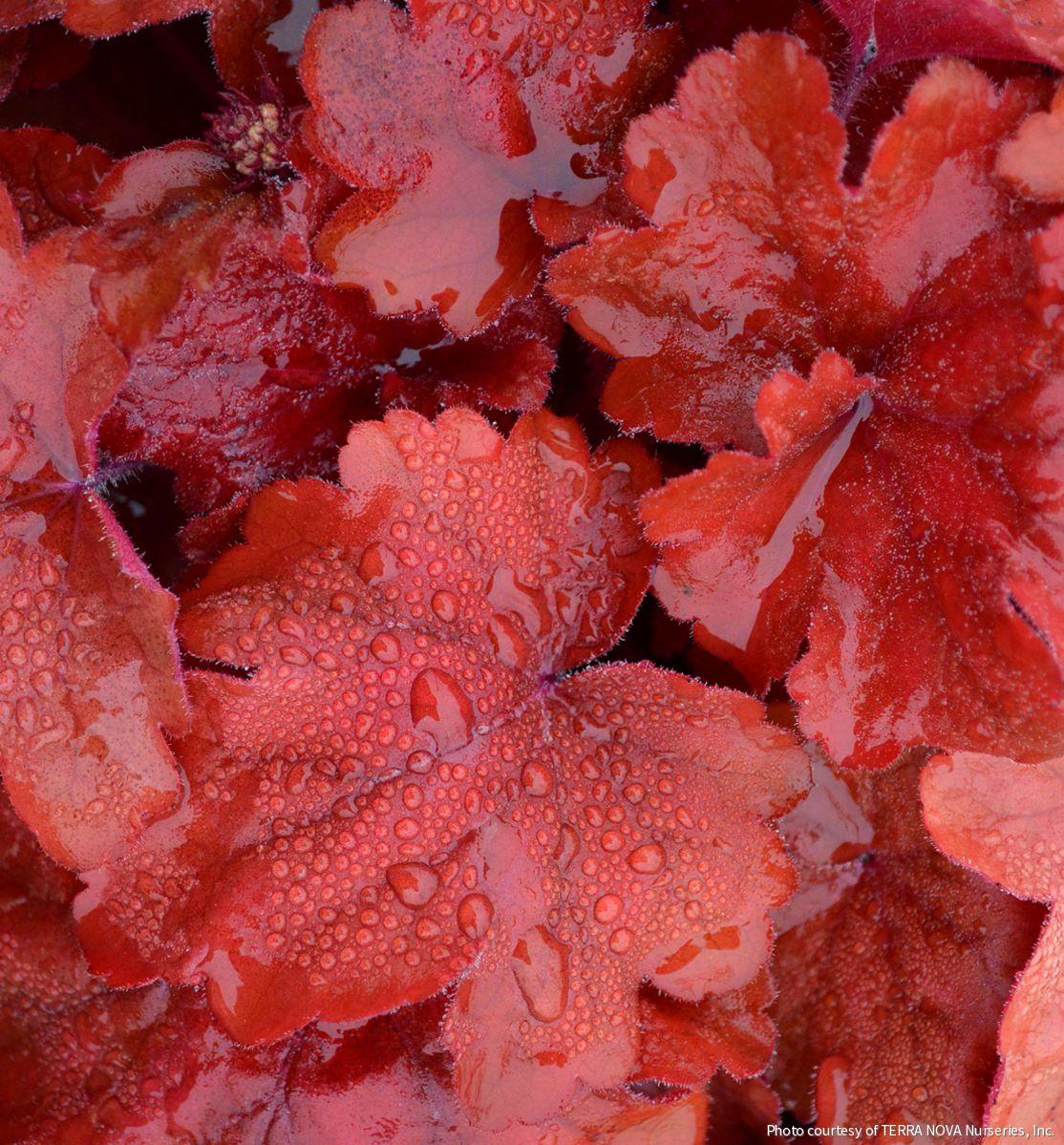 Heuchera 'Fire Alarm' -Ship Only