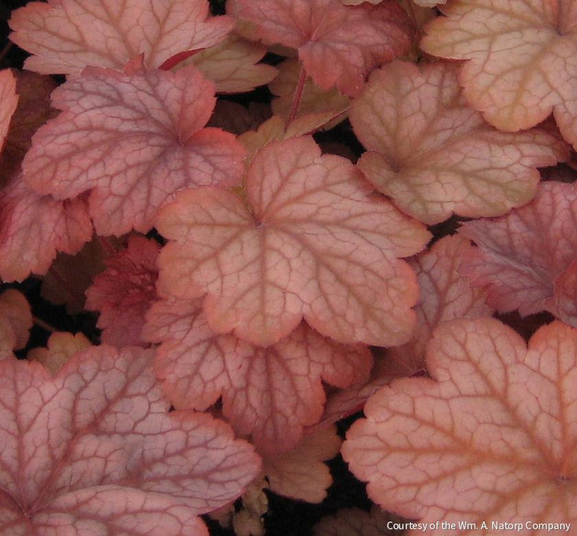 Heuchera 'Georgia Peach' -Ship Only