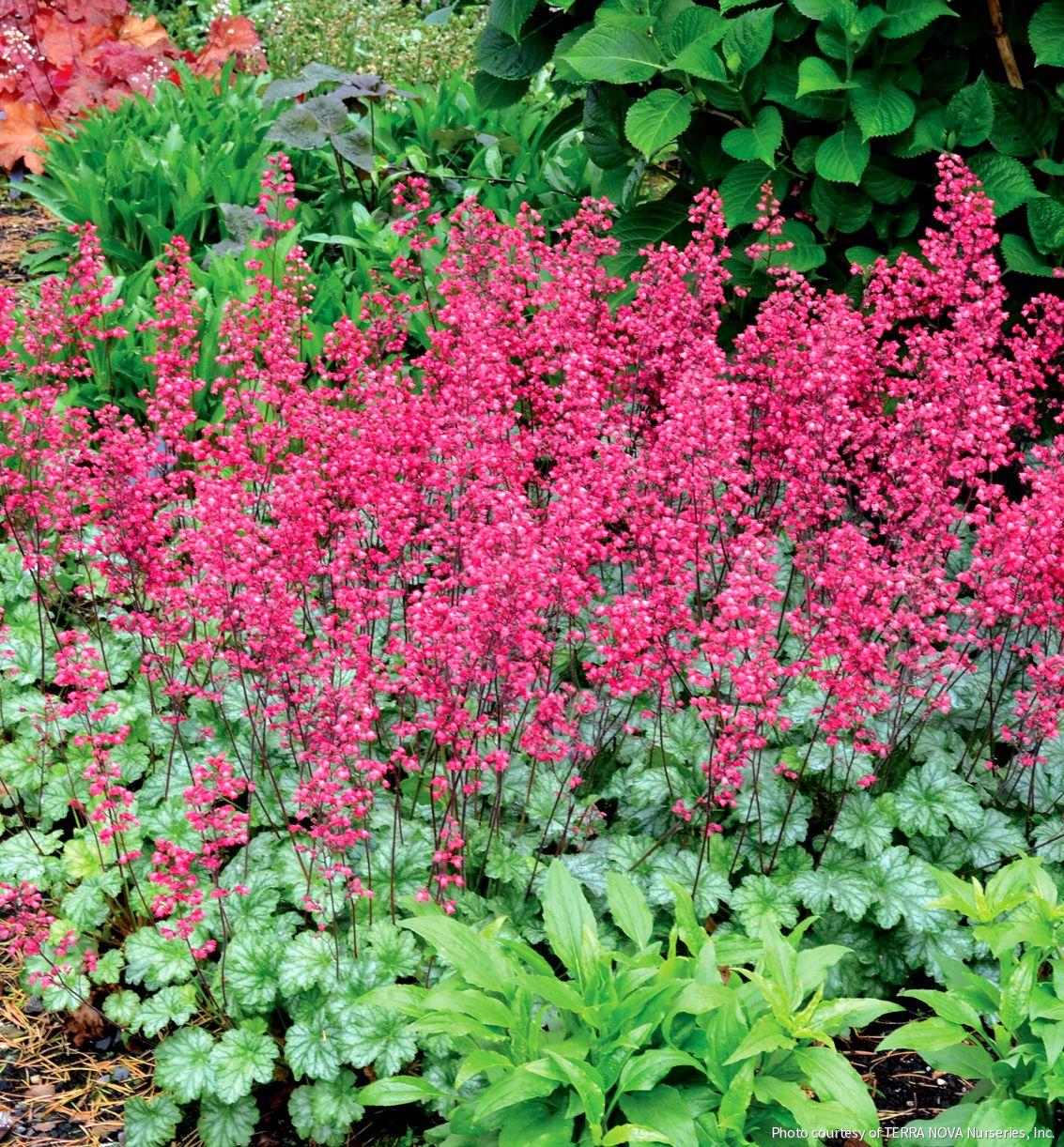 Heuchera 'Paris' -Ship Only