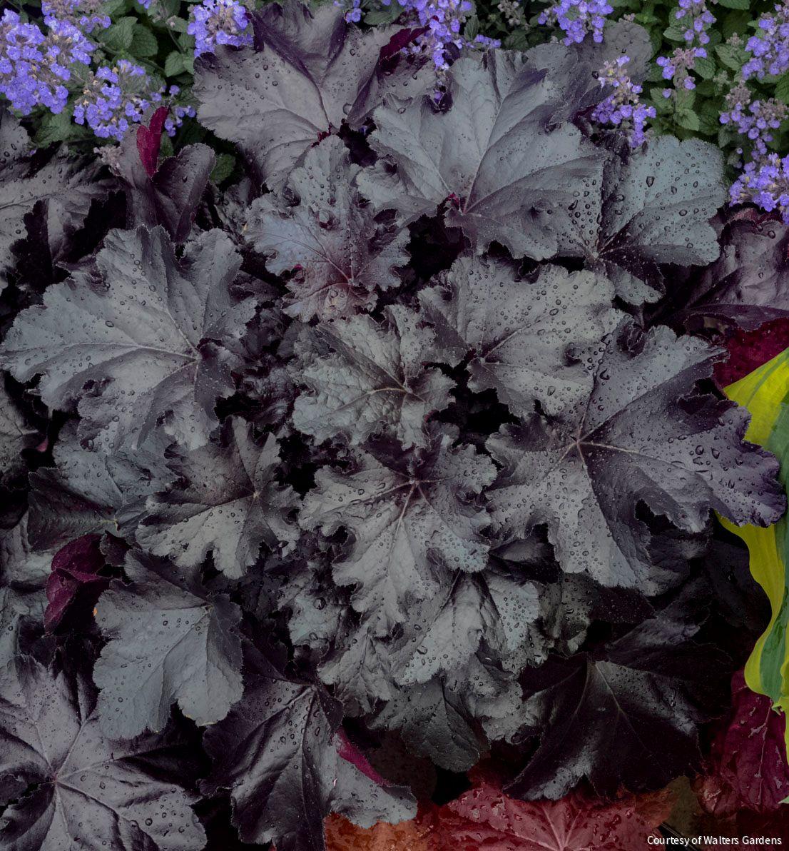 Heuchera Primo® 'Black Pearl' -Ship Only