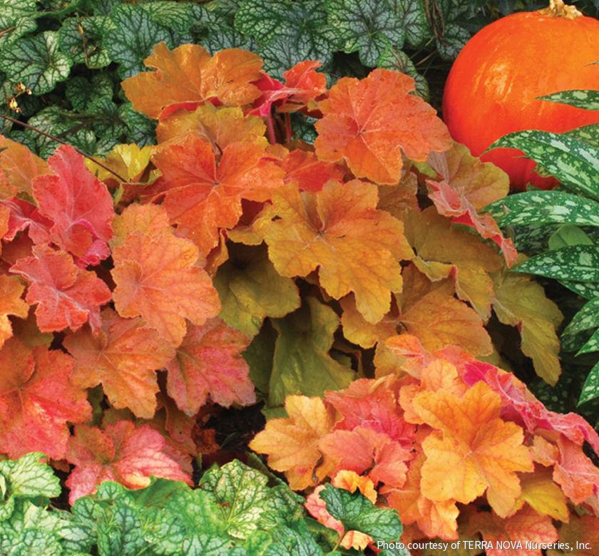 Heuchera 'Southern Comfort' -Ship Only