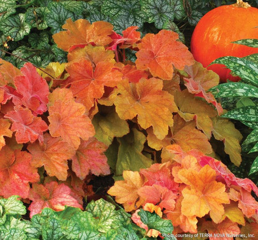 Heuchera 'Southern Comfort' -Ship Only