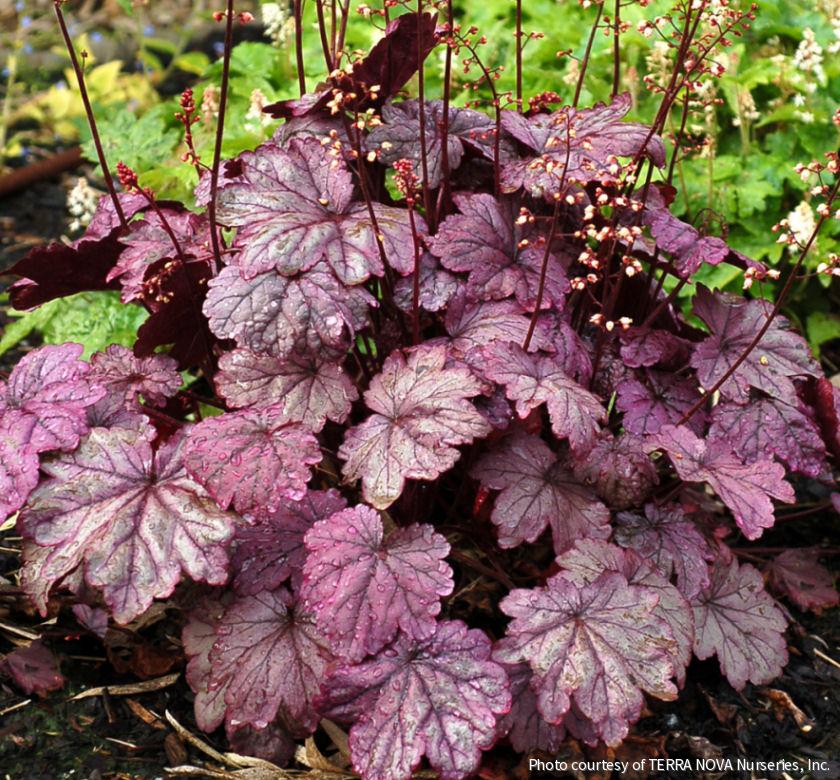 Heuchera 'Sugar Plum' -Ship Only