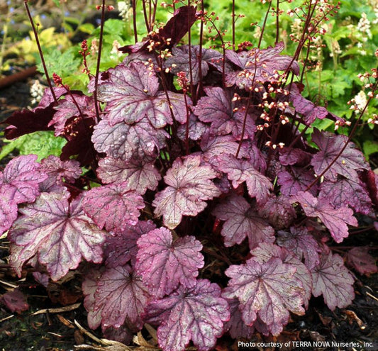 Heuchera 'Sugar Plum' -Ship Only