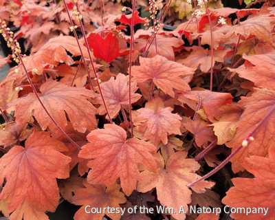 Heucherella 'Sweet Tea' -Ship Only