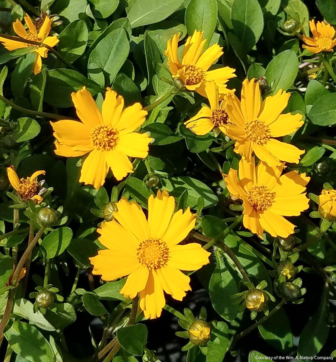 Coreopsis a. 'Nana' -Ship Only