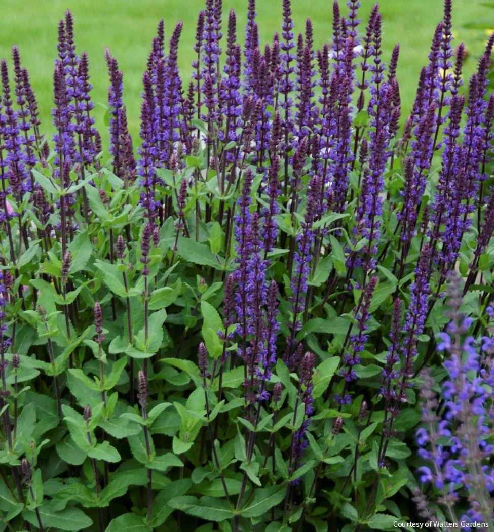 Salvia n. 'Caradonna' -Ship Only