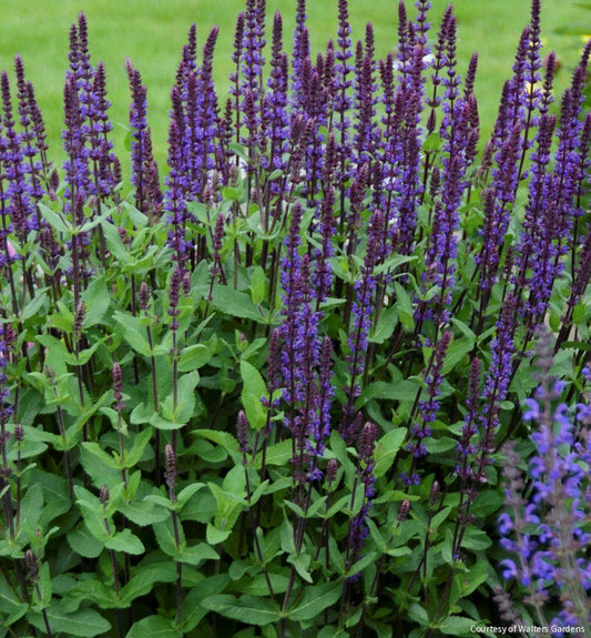 Salvia n. 'Caradonna' -Ship Only