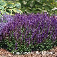 Salvia n. 'East Friesland' -Ship Only