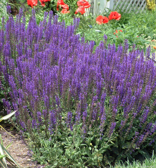 Salvia n. 'Mainacht' (May Night) -Ship Only