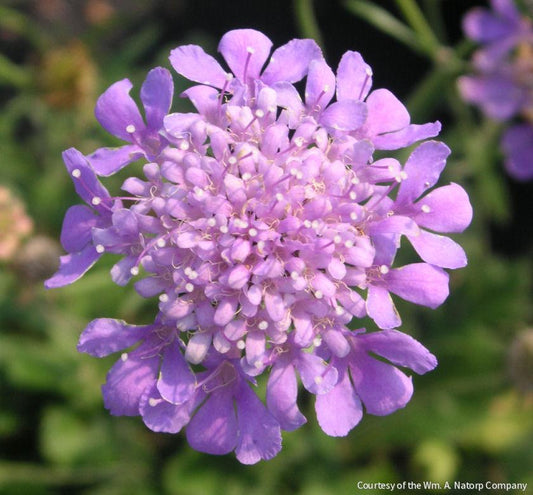 Scabiosa 'Butterfly Blue' -Ship Only