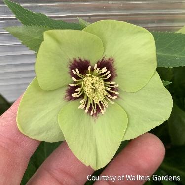 Helleborus Honeymoon® 'Irish Luck' -Ship Only