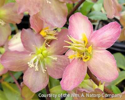 Helleborus HGC® Jacob -Ship Only