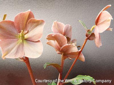 Helleborus HGC® 'Cinnamon Snow' -Ship Only