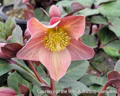 Helleborus HGC® 'Merlin' -Ship Only