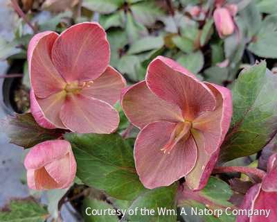 Helleborus HGC® 'Pink Frost' -Ship Only