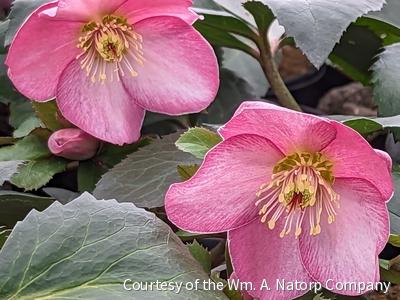 Helleborus HGC® Ice N' Roses® Rose -Ship Only