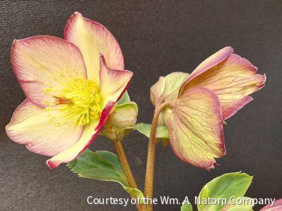 Helleborus HGC® Ice N' Roses®PurpleSunri -Ship Only