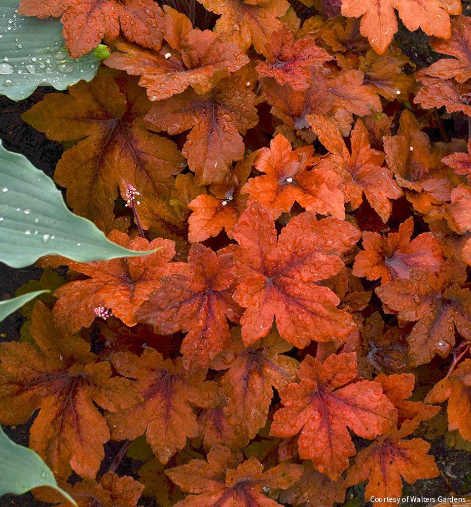 Heucherella 'Pumpkin Spice' -Ship Only