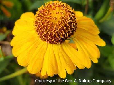 Helenium Mardi Gras® -Ship Only