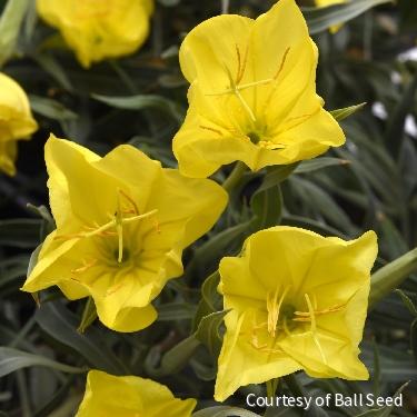 Oenothera m. 'Evening Sun' -Ship Only