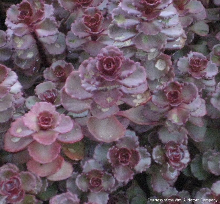 Sedum s. 'Voodoo' -Ship Only