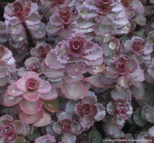 Sedum s. 'Voodoo' -Ship Only