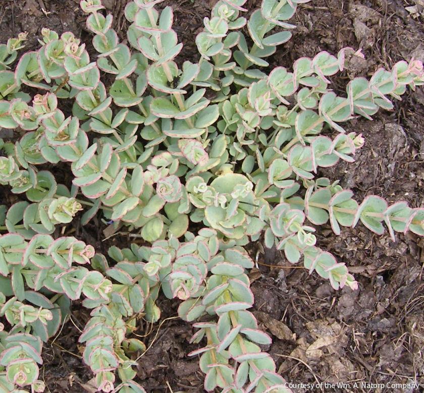 Sedum sieboldii -Ship Only