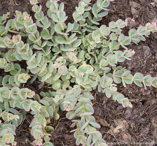 Sedum sieboldii -Ship Only