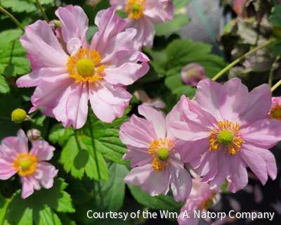 Anemone h. 'Pocahontas' -Ship Only