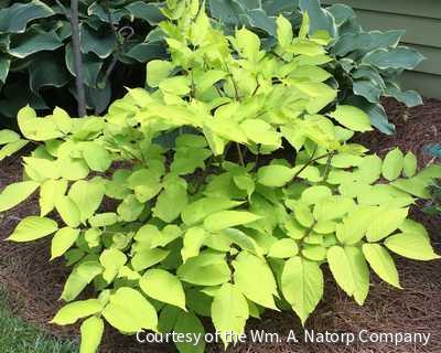 Aralia c. 'Sun King' -Ship Only