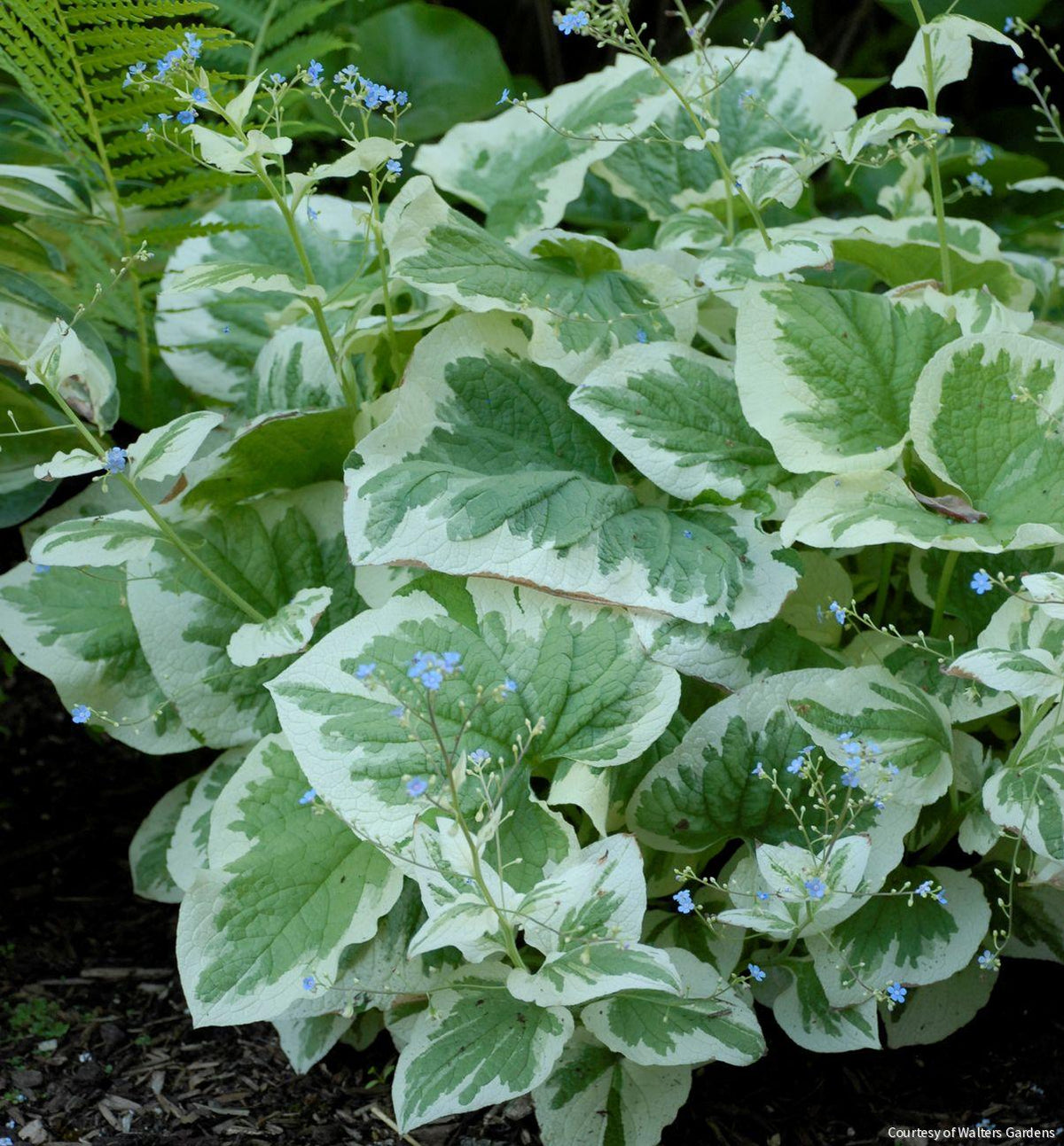 Brunnera m. 'Variegata' -Ship Only