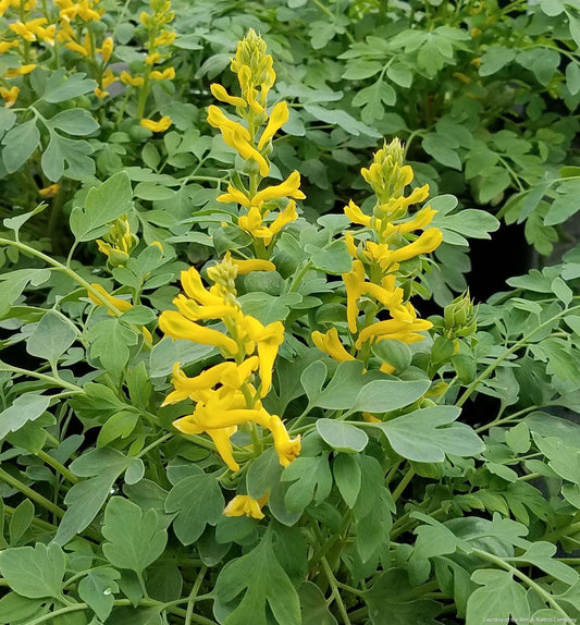 Corydalis 'Canary Feathers' -Ship Only